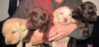 Labradorwelpen braun/ blond